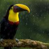 A chestnut-mandibled toucan in the rain.