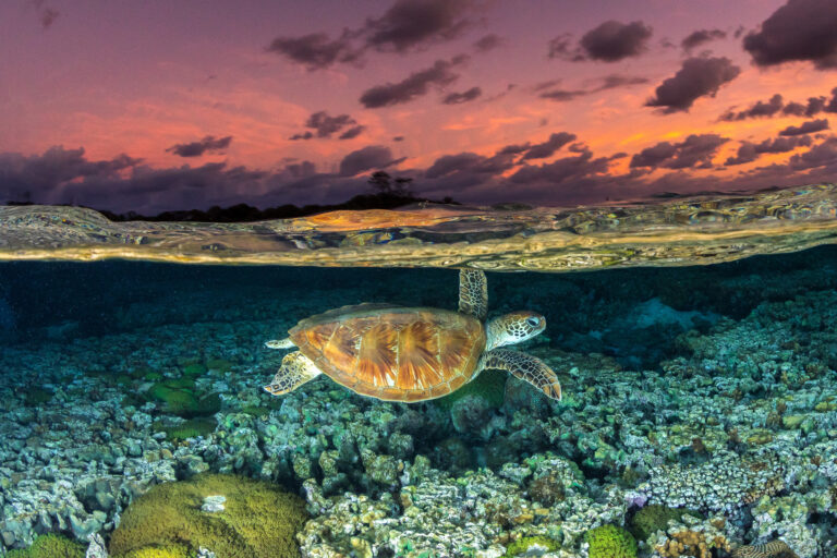 A turtle over coral reefs off the coast of Australia.