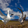 Wandering albatross on Marion Island.
