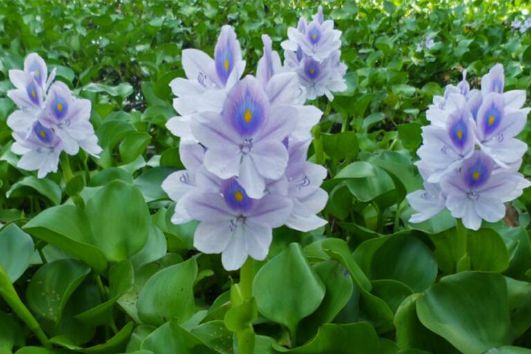 Water hyacinth (Eichhornia crassipes) takes over the surface of lakes.