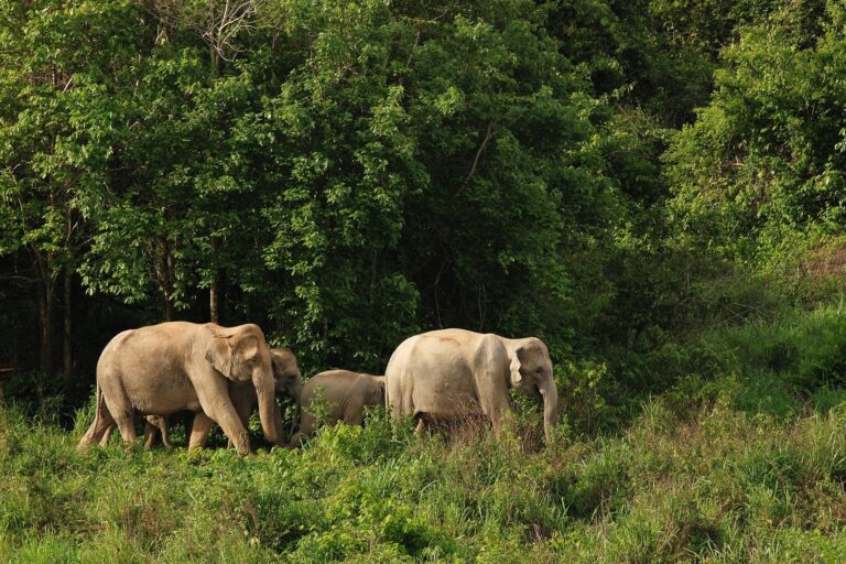 A herd of wild elephants in Thailand.
