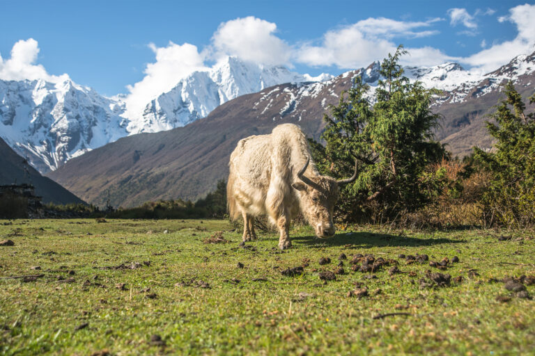 A domestic yak grazing in the open.