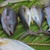 Yellowfin tuna catch laid out on leaves.