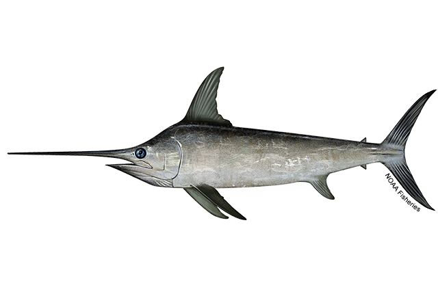 North Atlantic swordfish (Xiphias gladius). Illustration courtesy of U.S. National Oceanographic and Atmospheric Administration (NOAA).