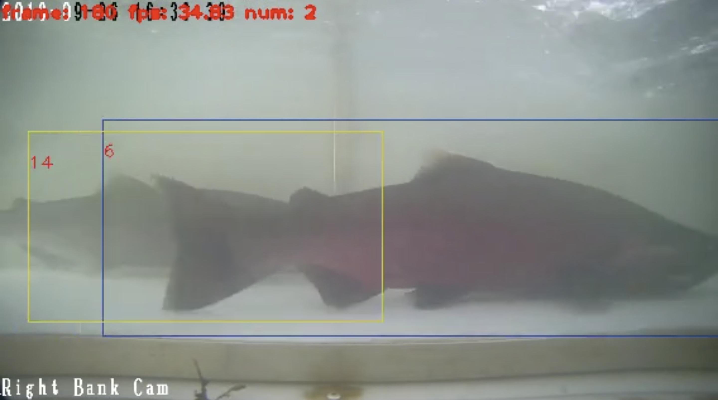 Still from the video system showing the computer system identifying and counting salmon species passing through the box (weir openings) during training and learning. Video courtesy of Will Atlas.