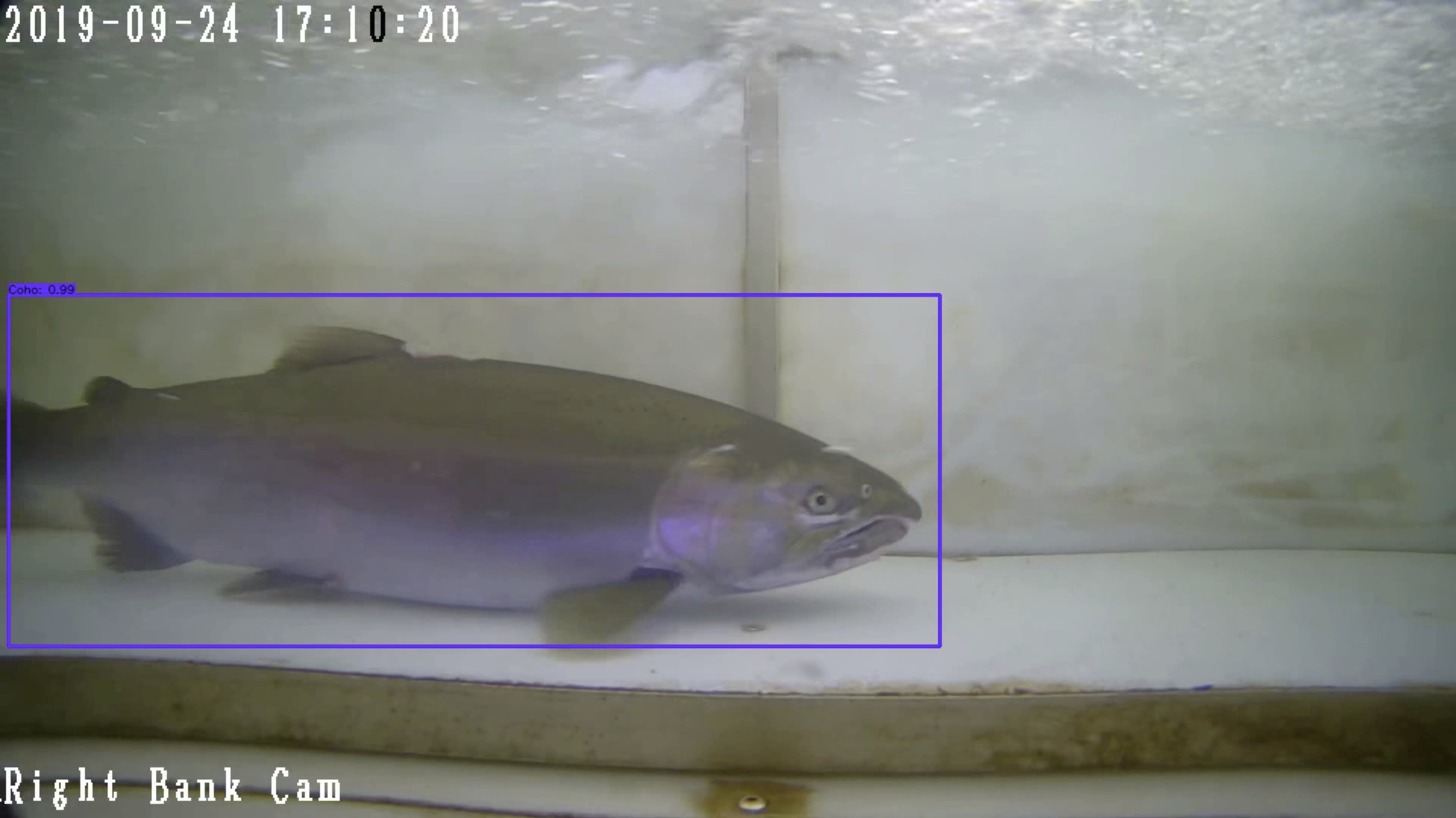 Still from the video system showing the computer system identifying and counting salmon species passing through the box (weir openings) during training and learning. Video courtesy of Will Atlas.