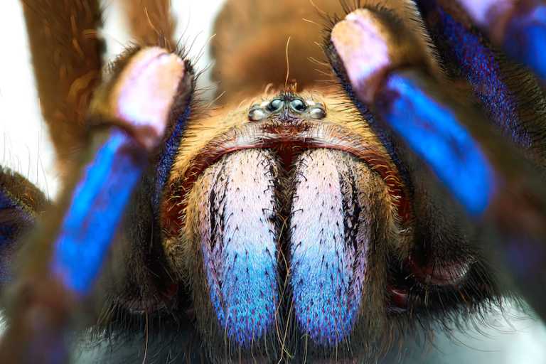 The electric-blue tarantula, Chilobrachys natanicharum, found in Thailand. Image courtesy of Yuranan Nanthaisong